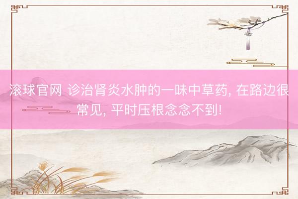 滚球官网 诊治肾炎水肿的一味中草药， 在路边很常见， 平时压根念念不到!